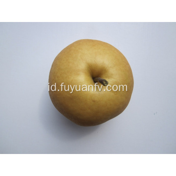Singao Pear segar dari provinsi Shandong